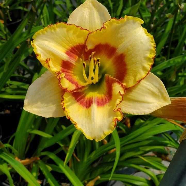 Custard Candy Daylily