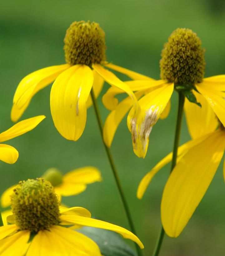 Cutleaf Coneflower