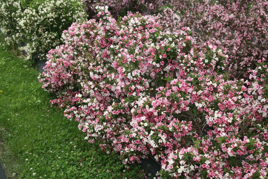 Czechmark Trilogy® Weigela