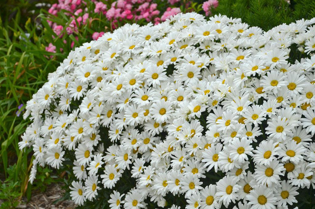 Daisy May® Shasta Daisy