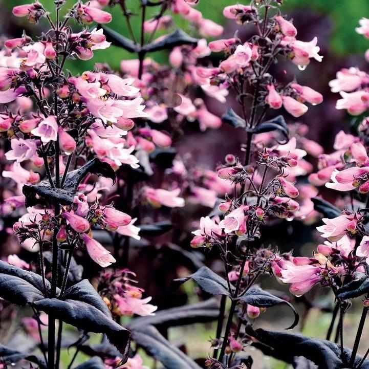 Dakota® Burgundy Beardtongue