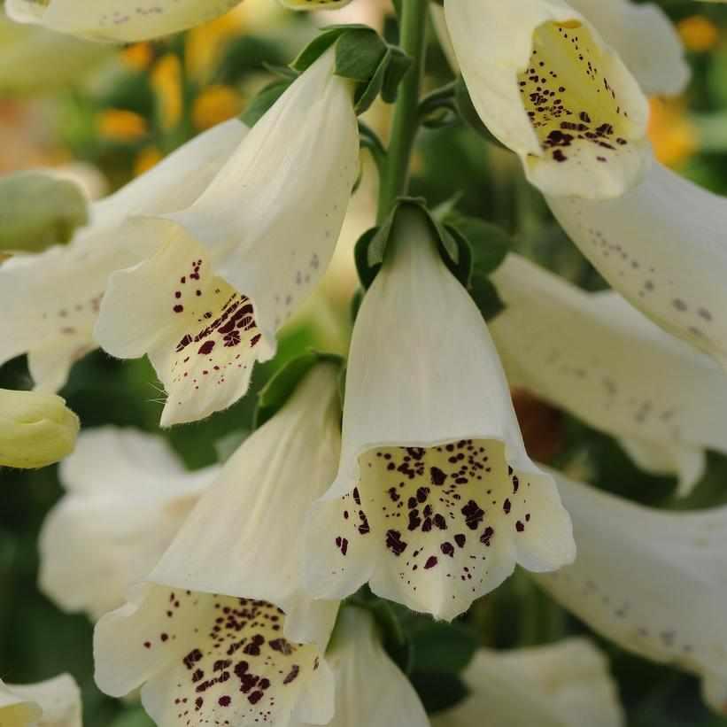 Dalmation Creme Foxglove