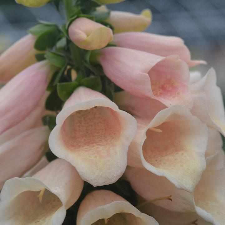 Dalmation Peach Foxglove