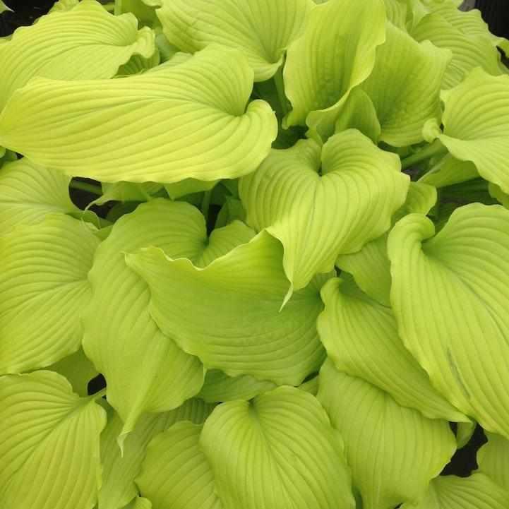 Dancing Queen Hosta