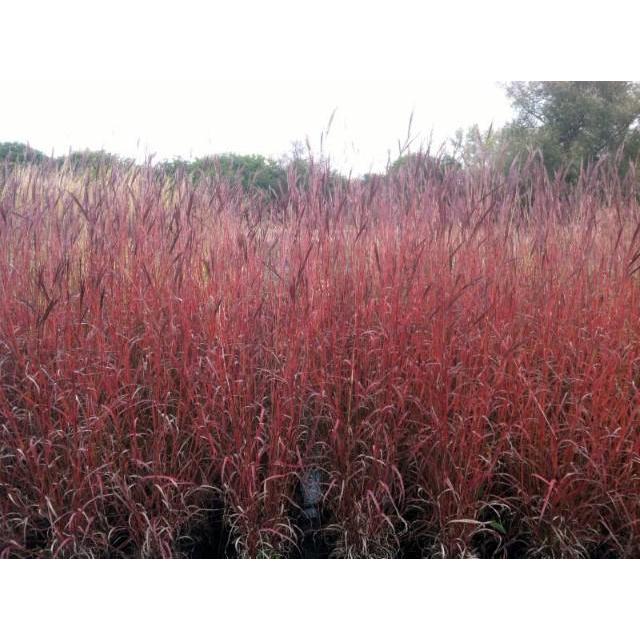Dancing Wind Big Bluestem