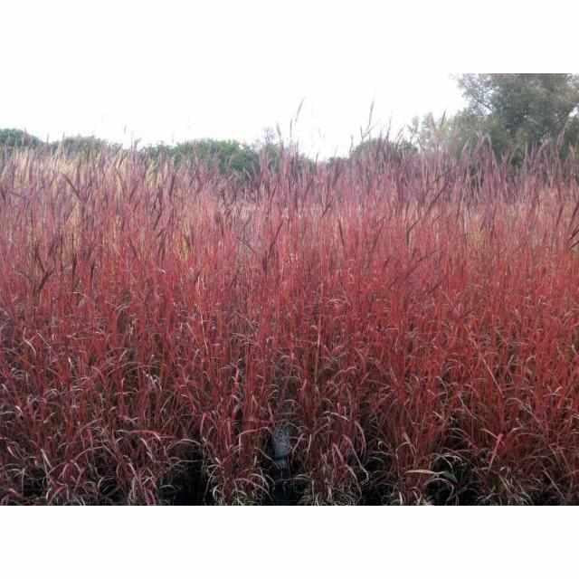 Dancing Wind Big Bluestem