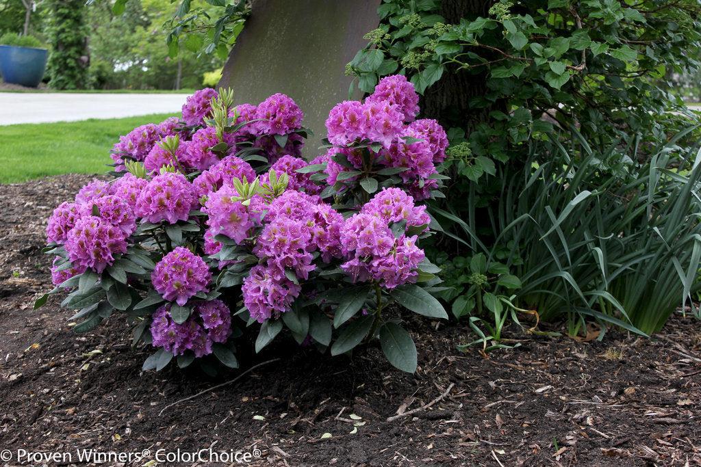 Dandy Man® Purple Rhododendron