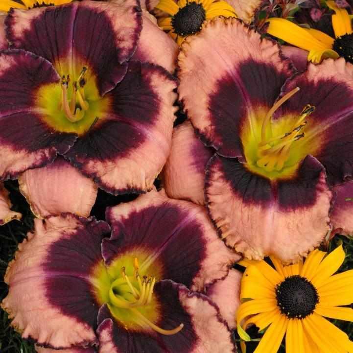 Daring Deception Daylily