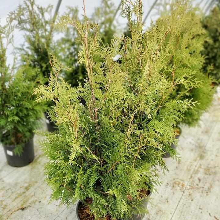 Dark American Arborvitae