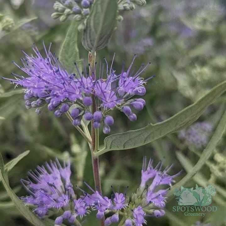 caryopteris-x-cland-dark-knight