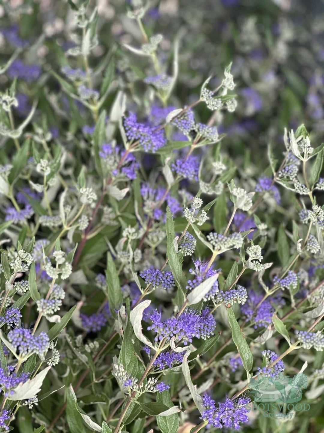 caryopteris-x-cland-dark-knight