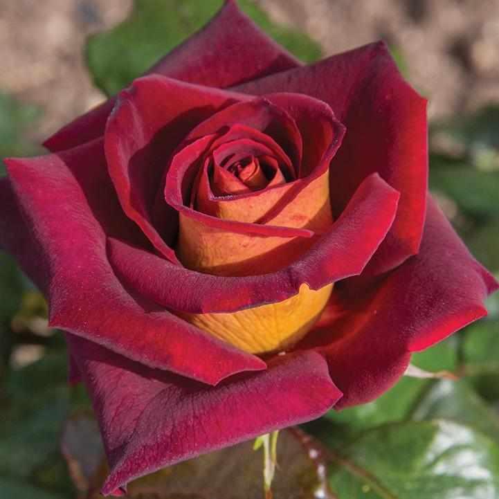 Dark Knight® Hybrid Tea Rose