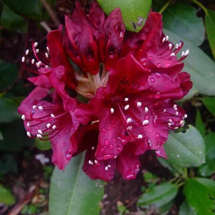 Dark Lord Rhododendron