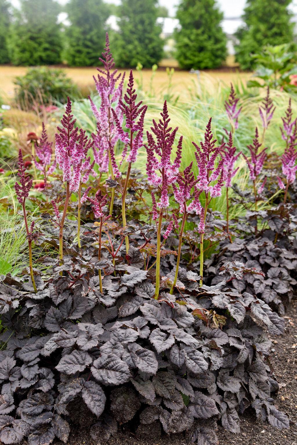 Dark Side of the Moon Astilbe