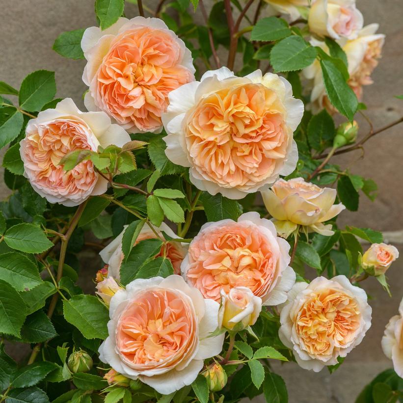 David Austin® Bathsheba® English Rose