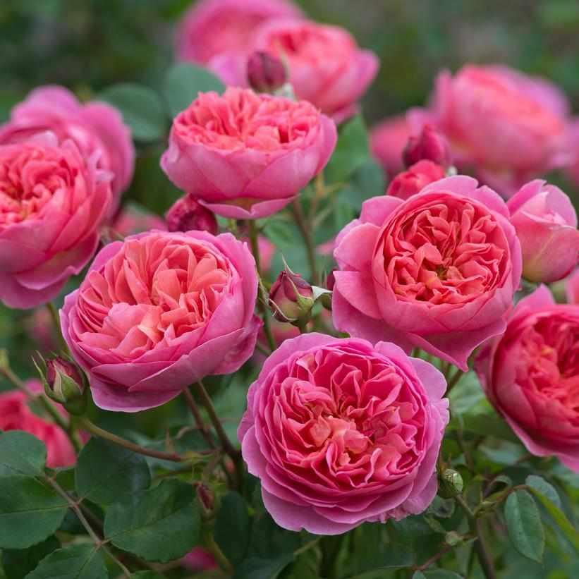 David Austin® Boscobel English Rose