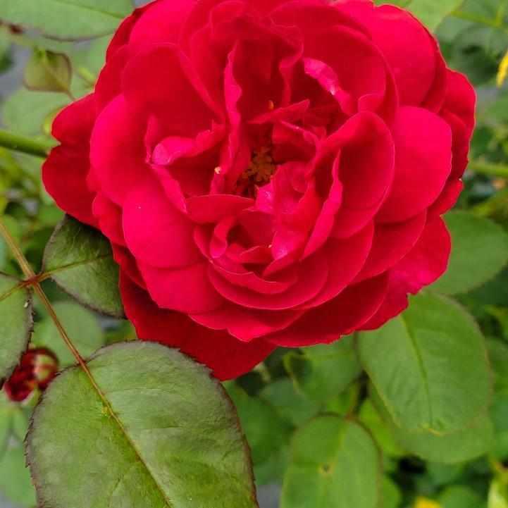 David Austin® Darcey Busssell English Rose
