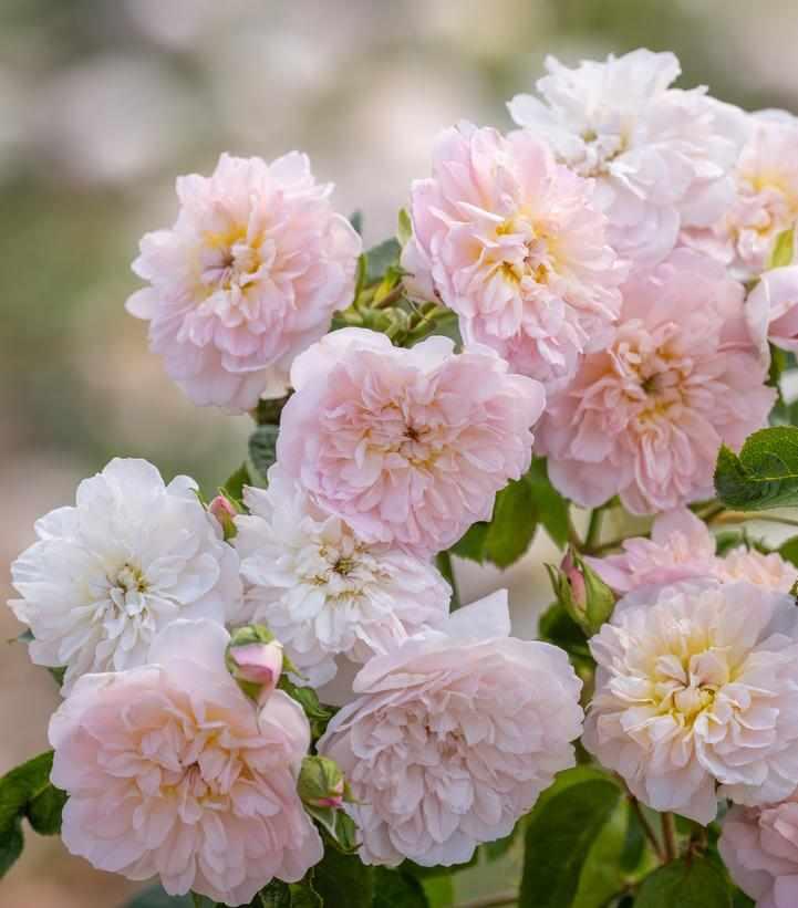 David Austin® Elizabeth English Rose