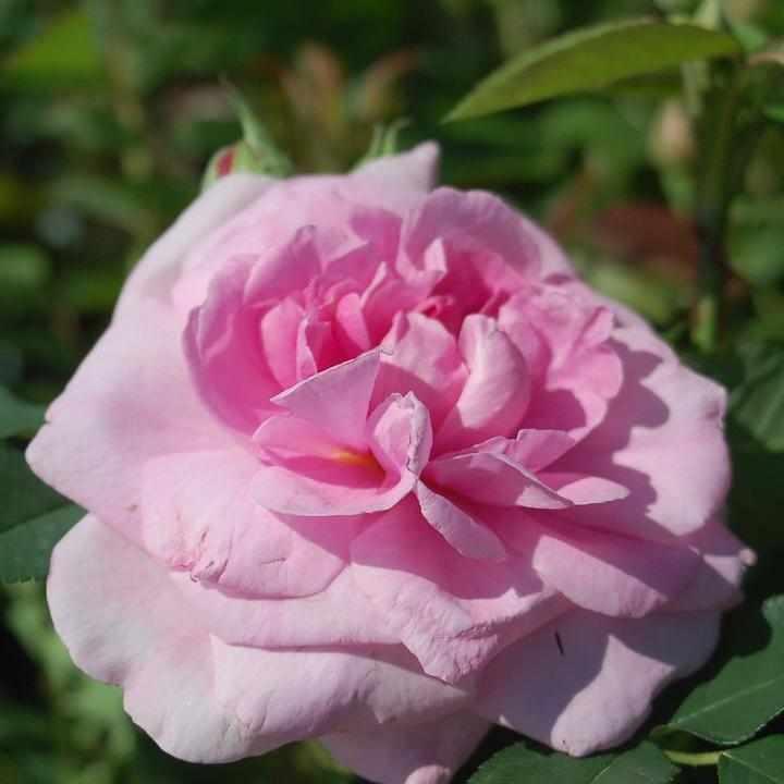 David Austin® Gertude Jekyll® English Rose