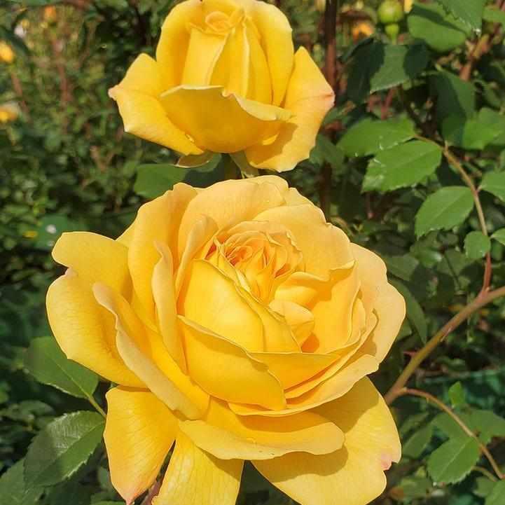 David Austin® Golden Celebration English Rose