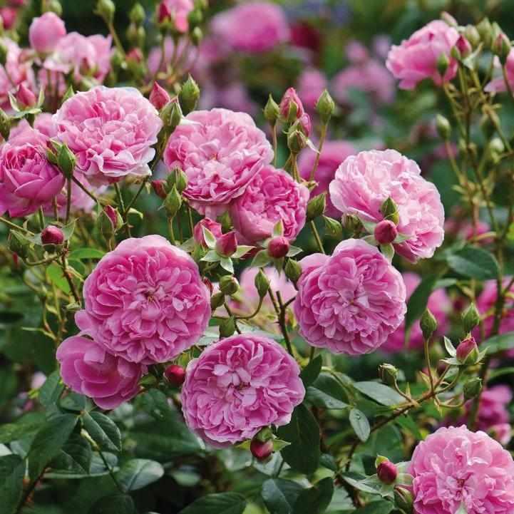 David Austin® Harlow Carr® English Rose