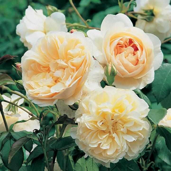 David Austin® Lichfield Angel Rose