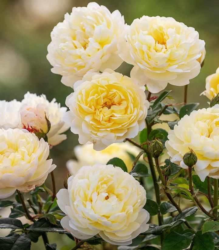 David Austin® Nye Bevan English Rose