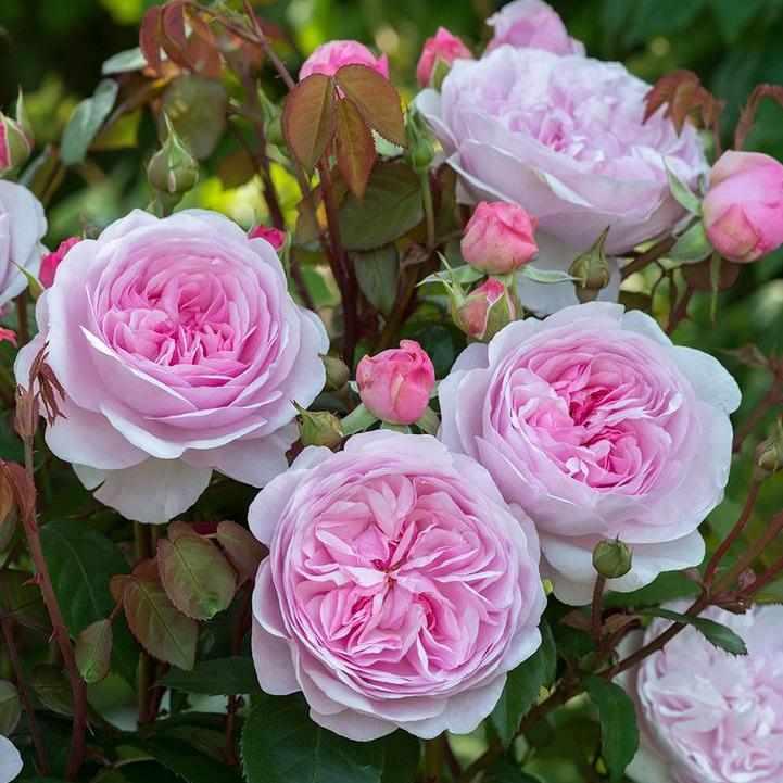 David Austin® Olivia Rose Austin Shrub Rose