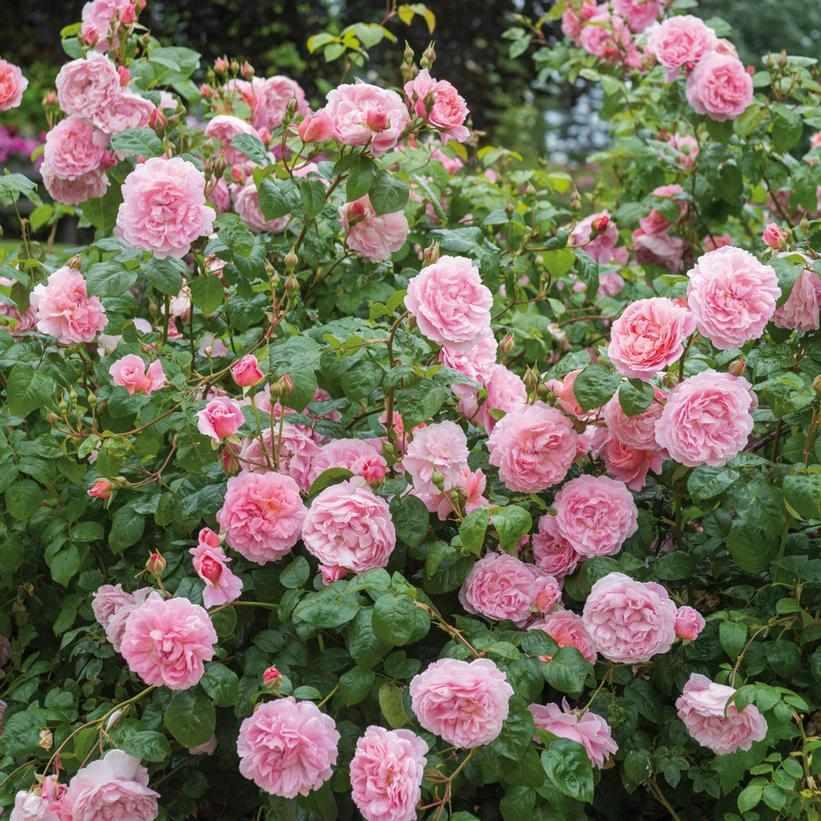 David Austin® Strawberry Hill English Climbing Rose