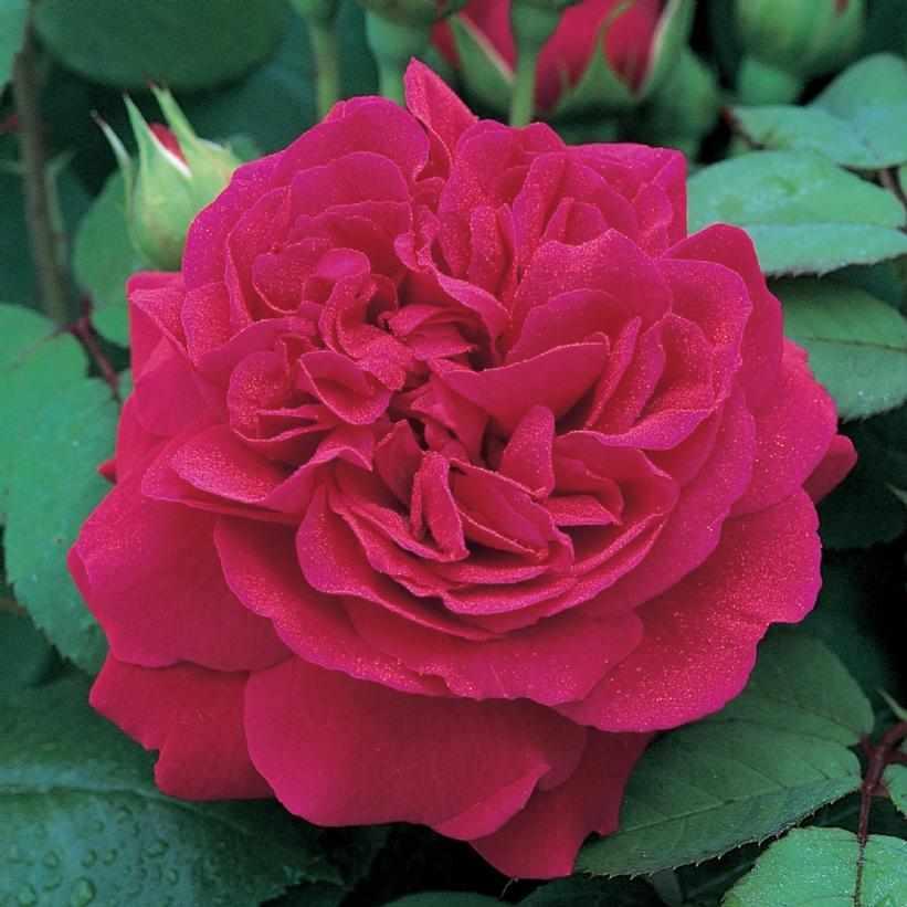 David Austin® Tess of The d'Urbervilles English Rose