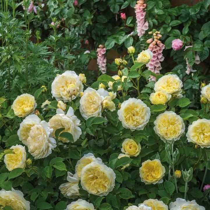 David Austin® The Pilgrim Climbing Rose