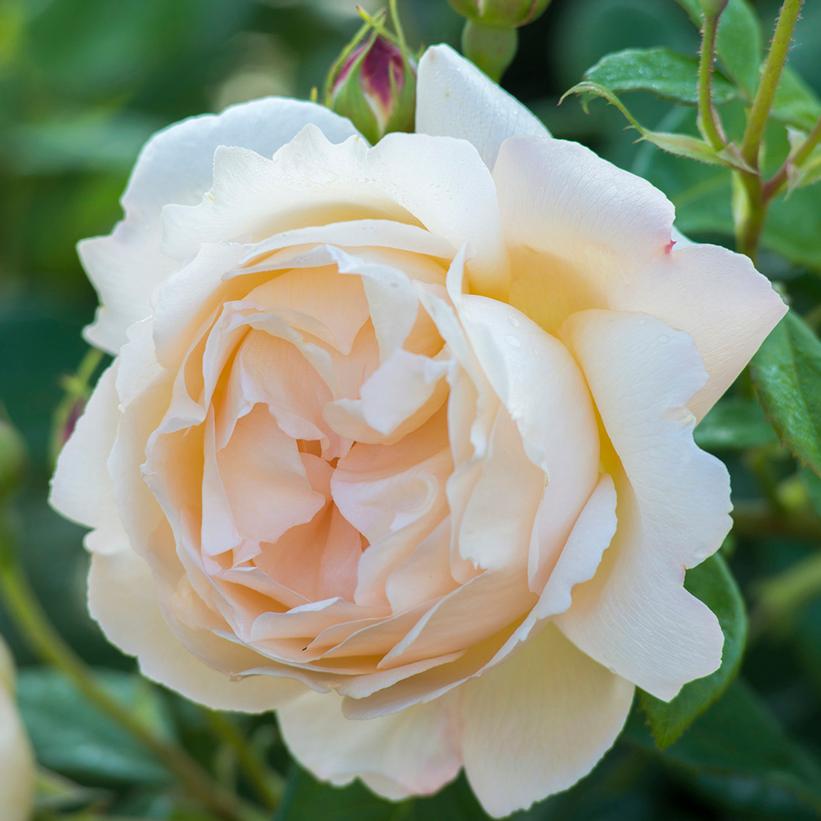 David Austin® Wollerton Old Hall English Rose
