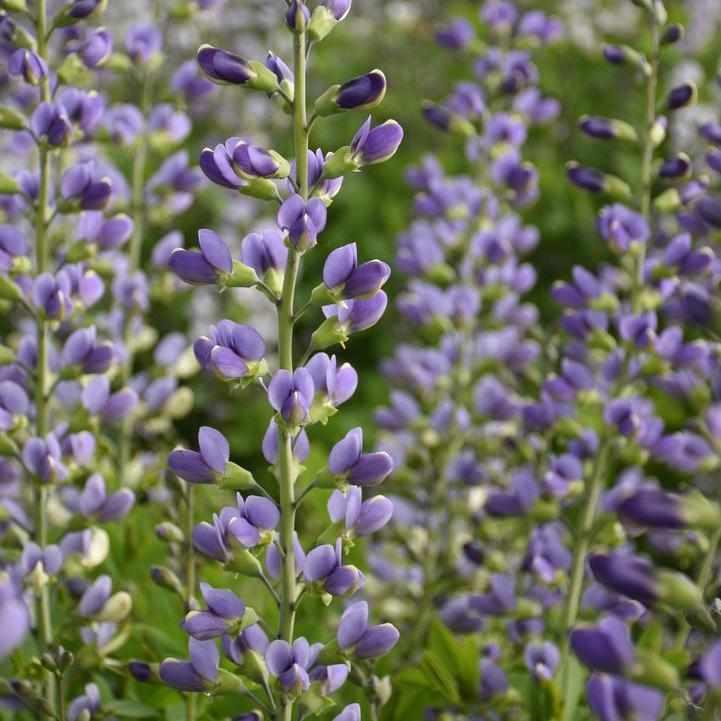 Decadence® Blue Bubbly False indigo