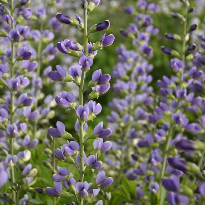 Decadence® Blue Bubbly False indigo
