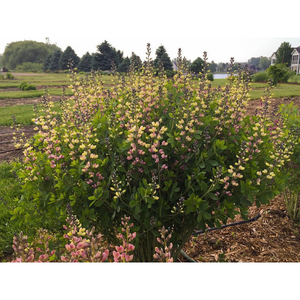 Decadence® Deluxe Pink Lemonade False Indigo