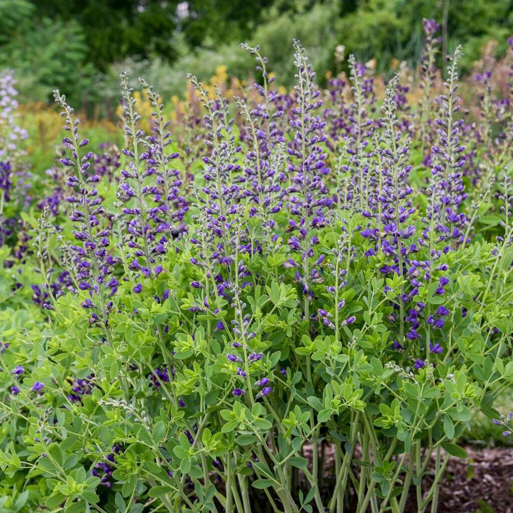 Decadence® Periwinkle Popcicle False Indigo