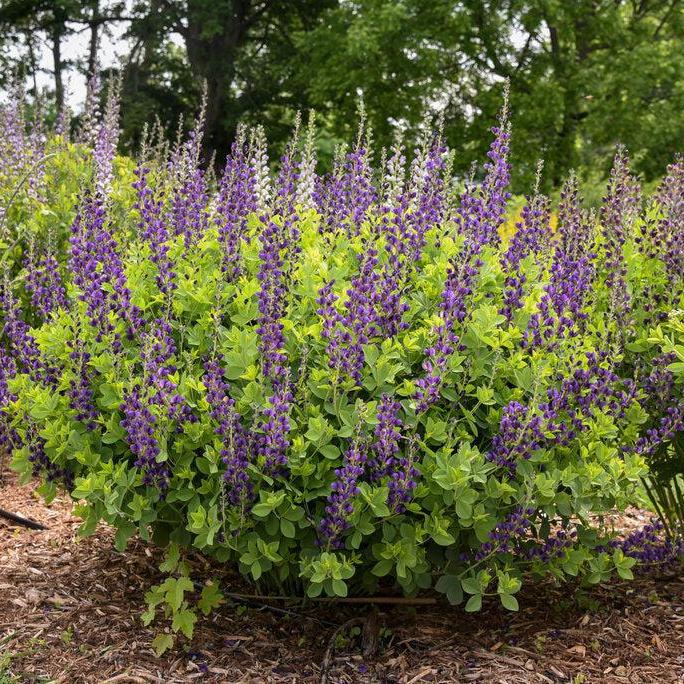 Decadence® Sparkling Sapphires False Indigo
