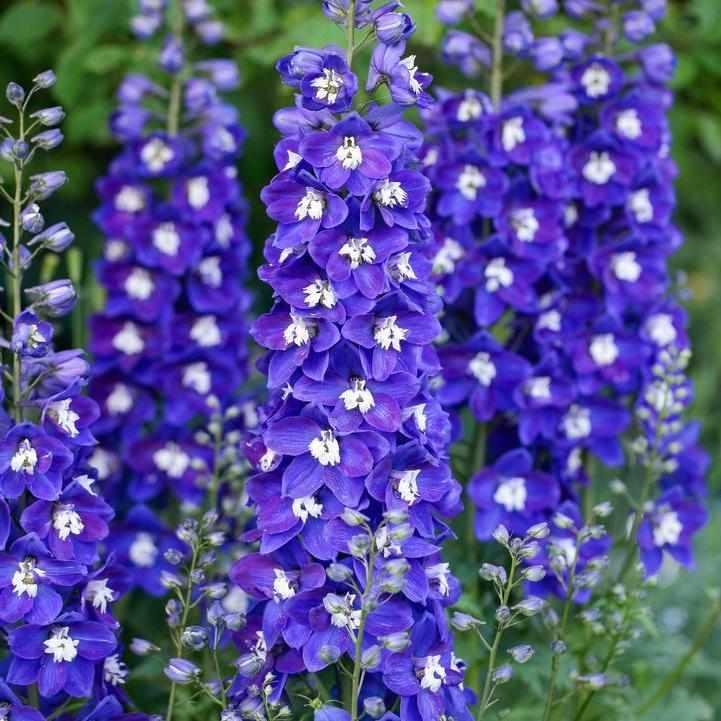 Delgenius® Blue Fabulosa Delphinium
