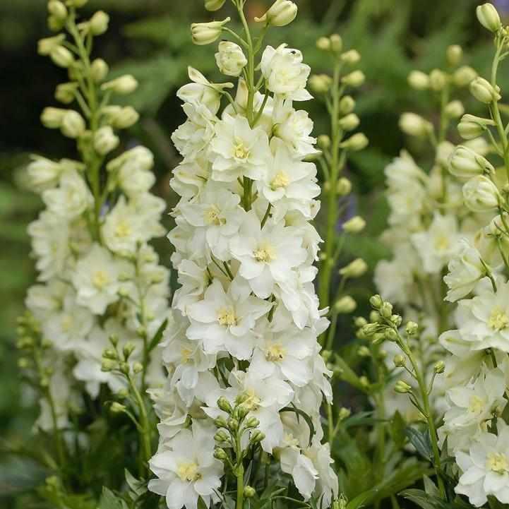 Delgenius® Neva Delphinium