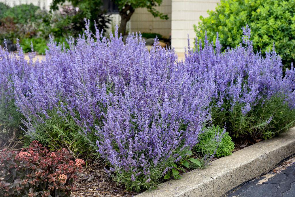 Denim 'n Lace Russian Sage