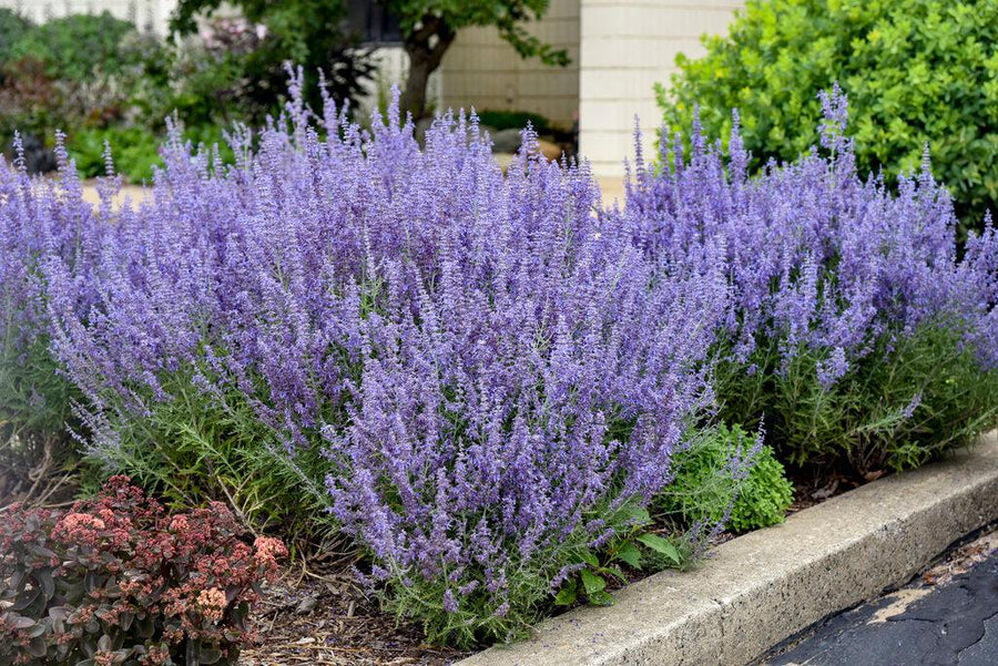 Denim 'n Lace Russian Sage