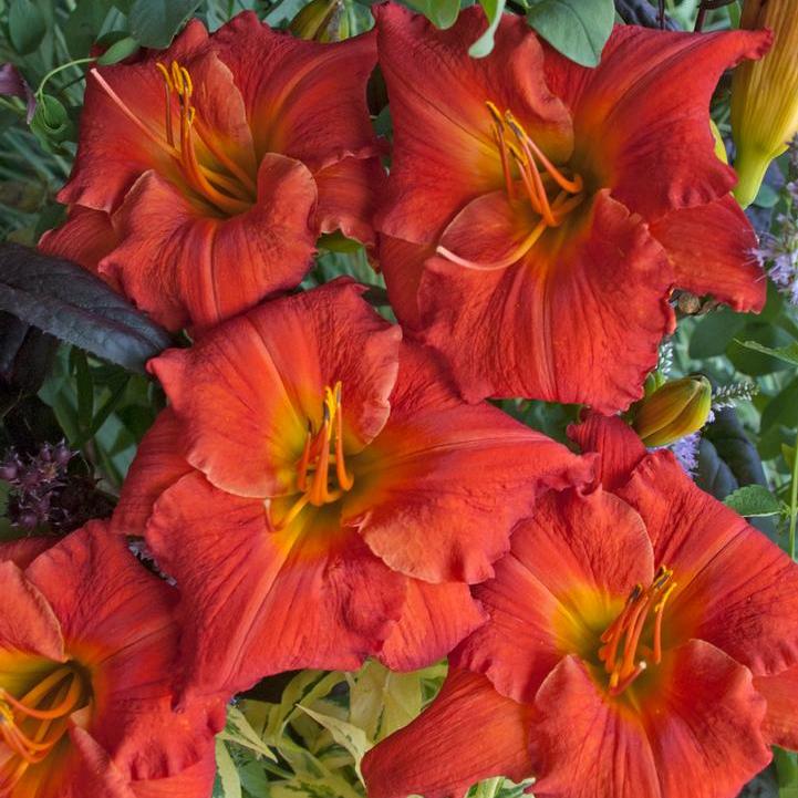 Desert Flame Daylily