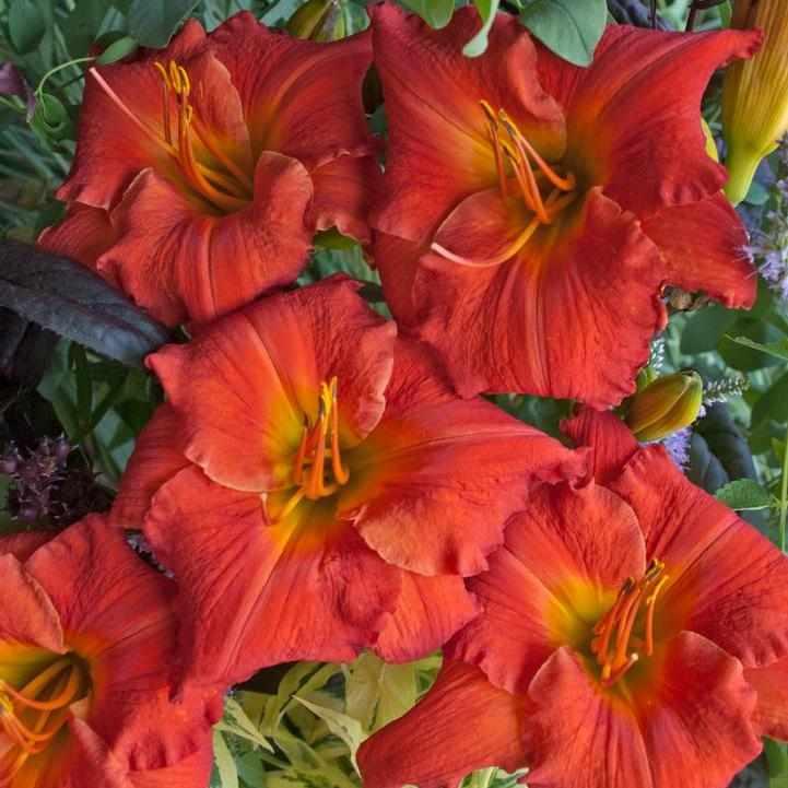 Desert Flame Daylily