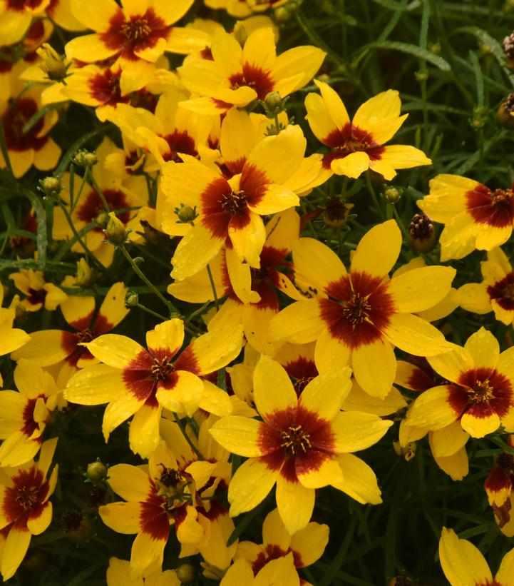 Designer Threads™ Golden Needles Tickseed
