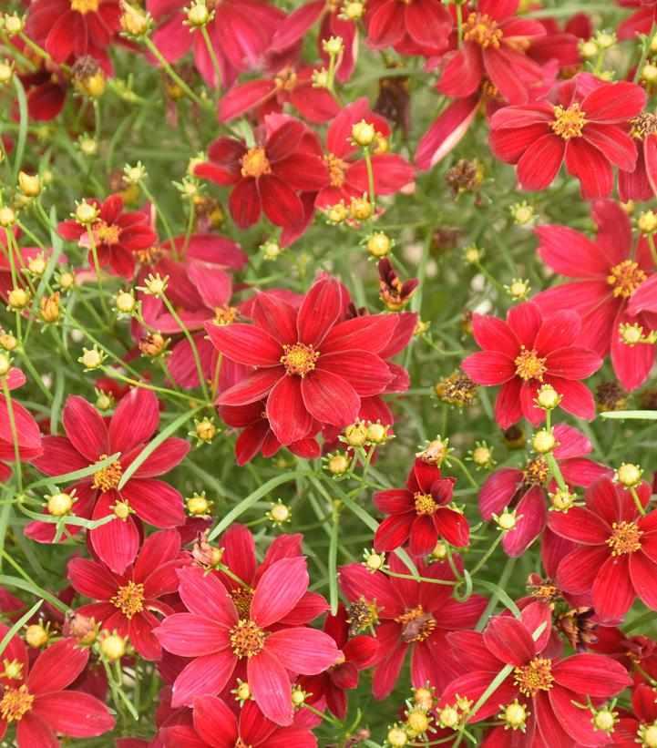 Designer Threads™ Scarlet Ribbons Tickseed