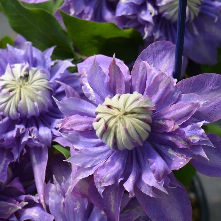Diamantina Clematis
