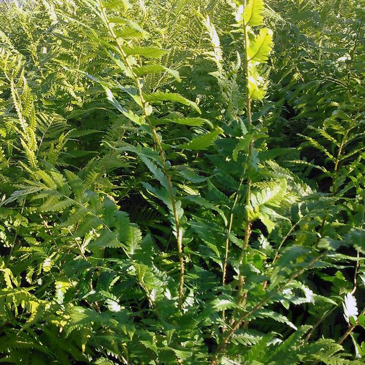 Dixie Wood Fern