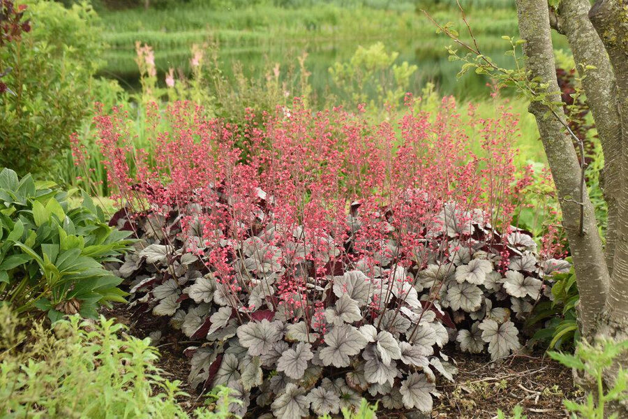 Dolce® Silver Gumdrop Coral Bells