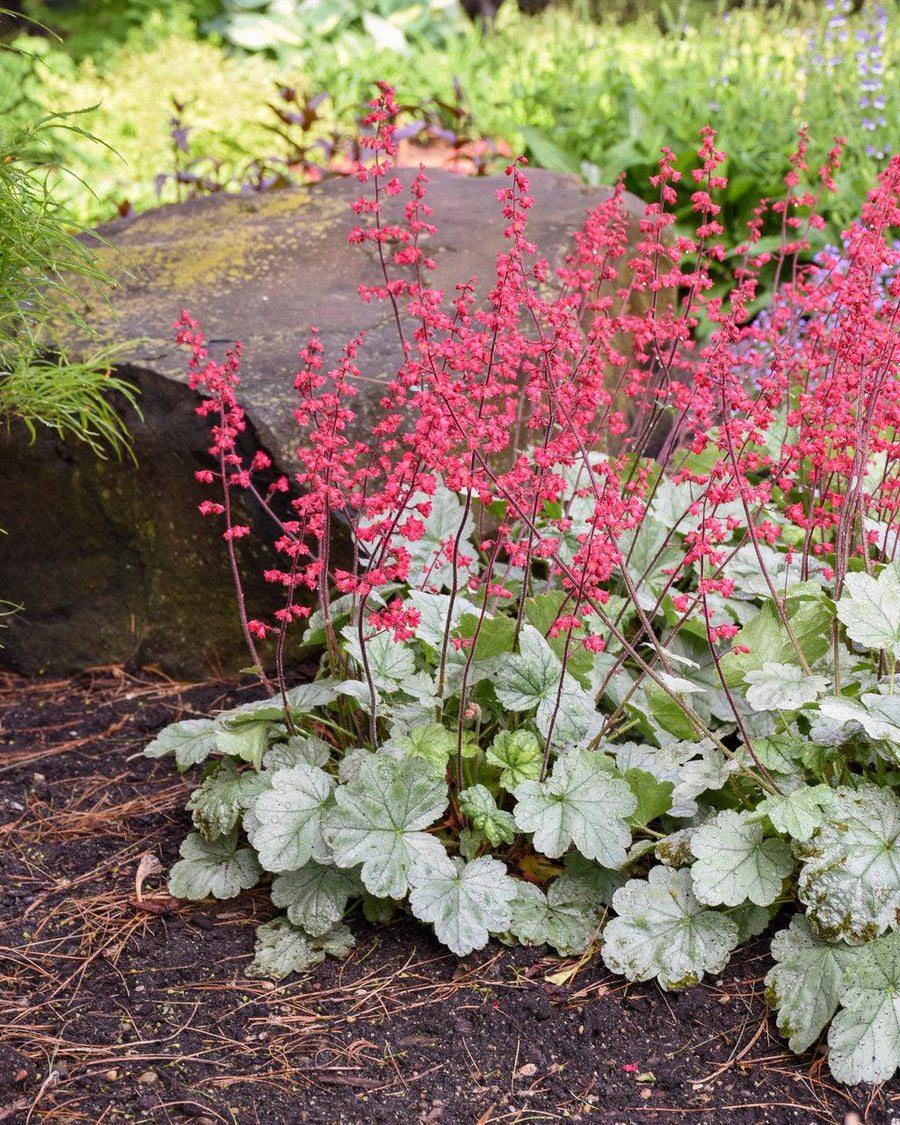 Dolce® Spearmint Coral Bells