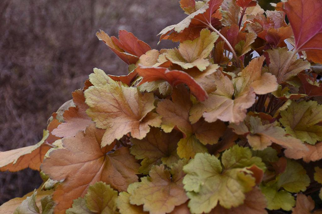 Dolce® Toffee Tart Coralbells